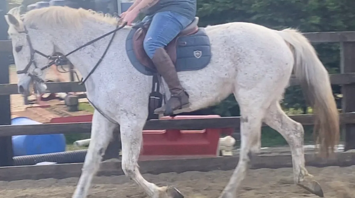 Experienced Mare - Image 1