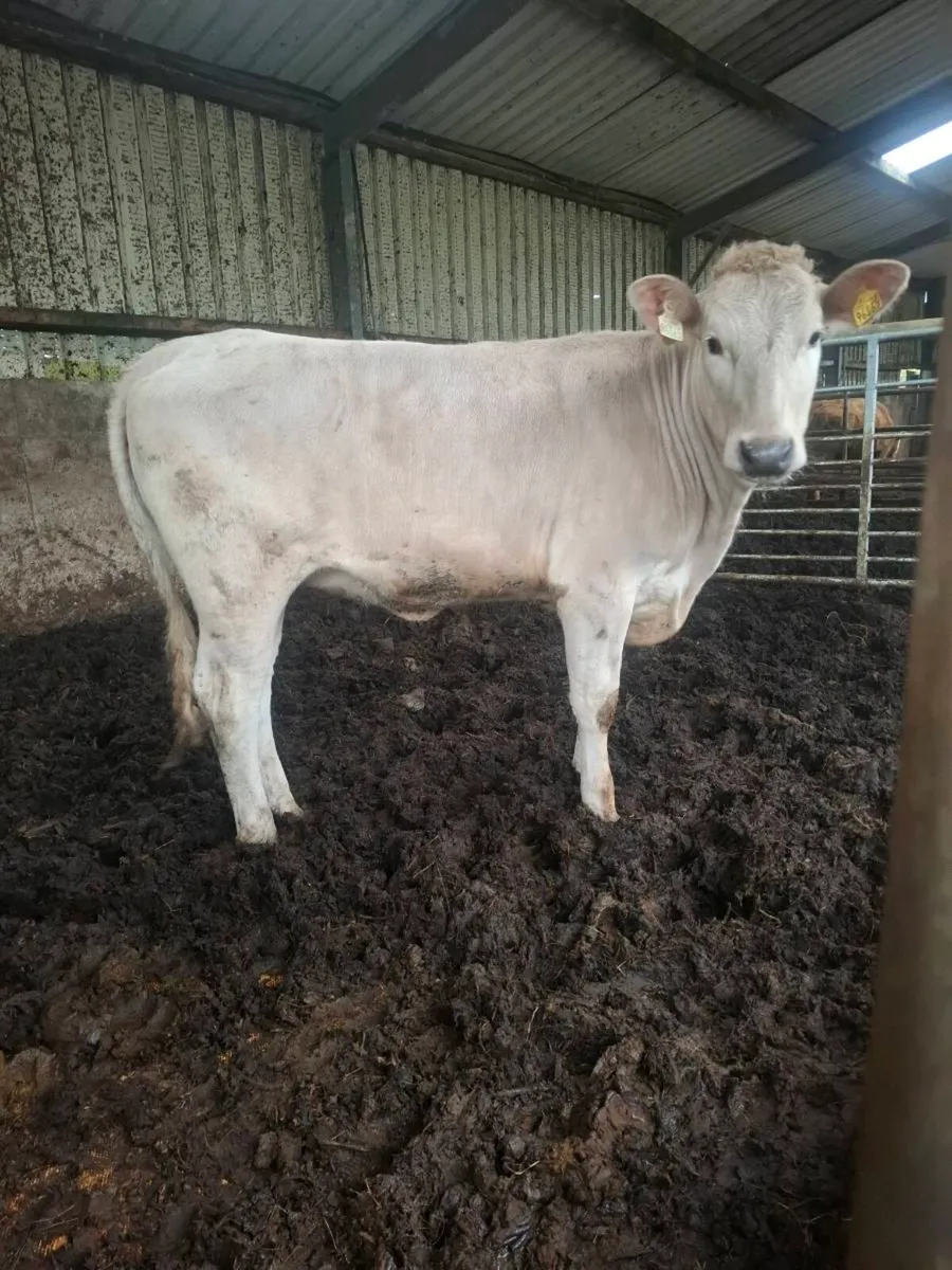 Charolais Heifers - Image 2