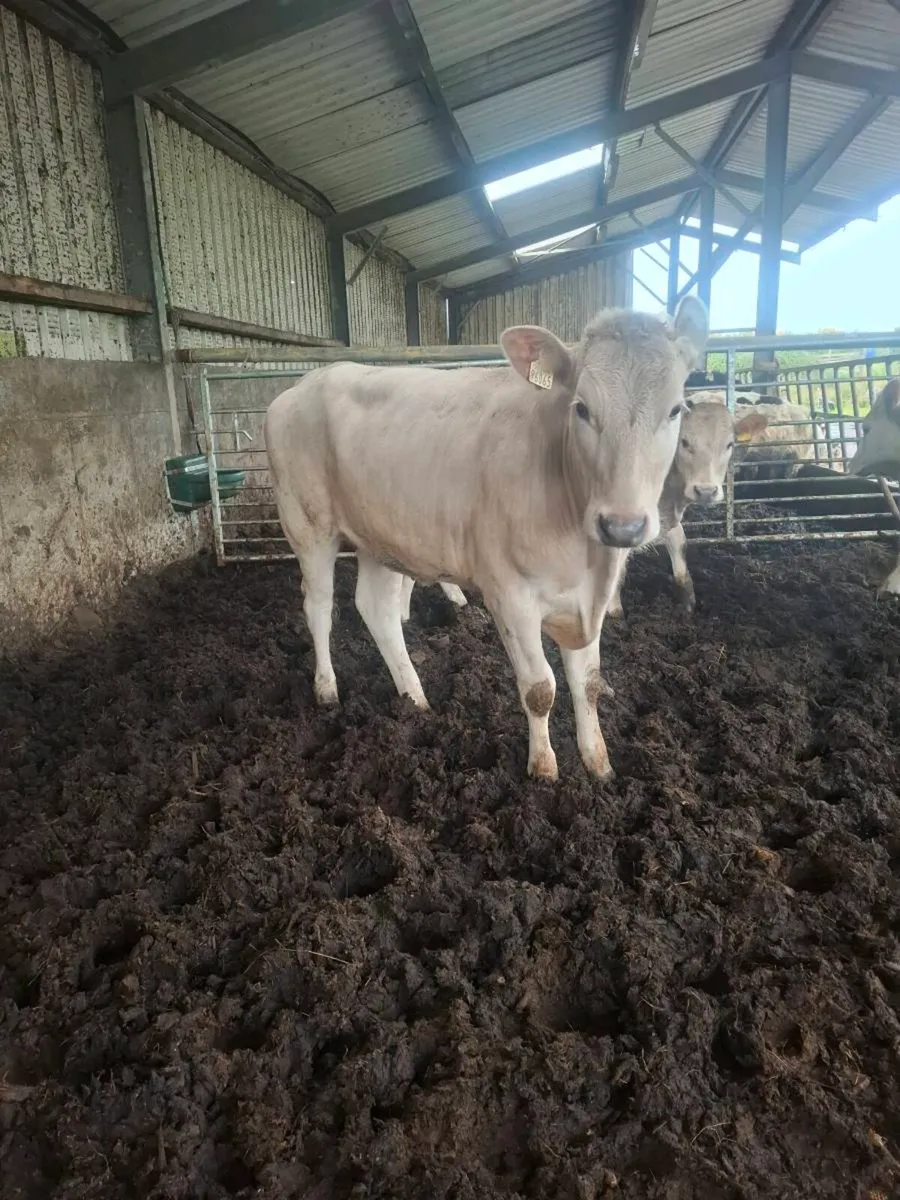 Charolais Heifers - Image 3