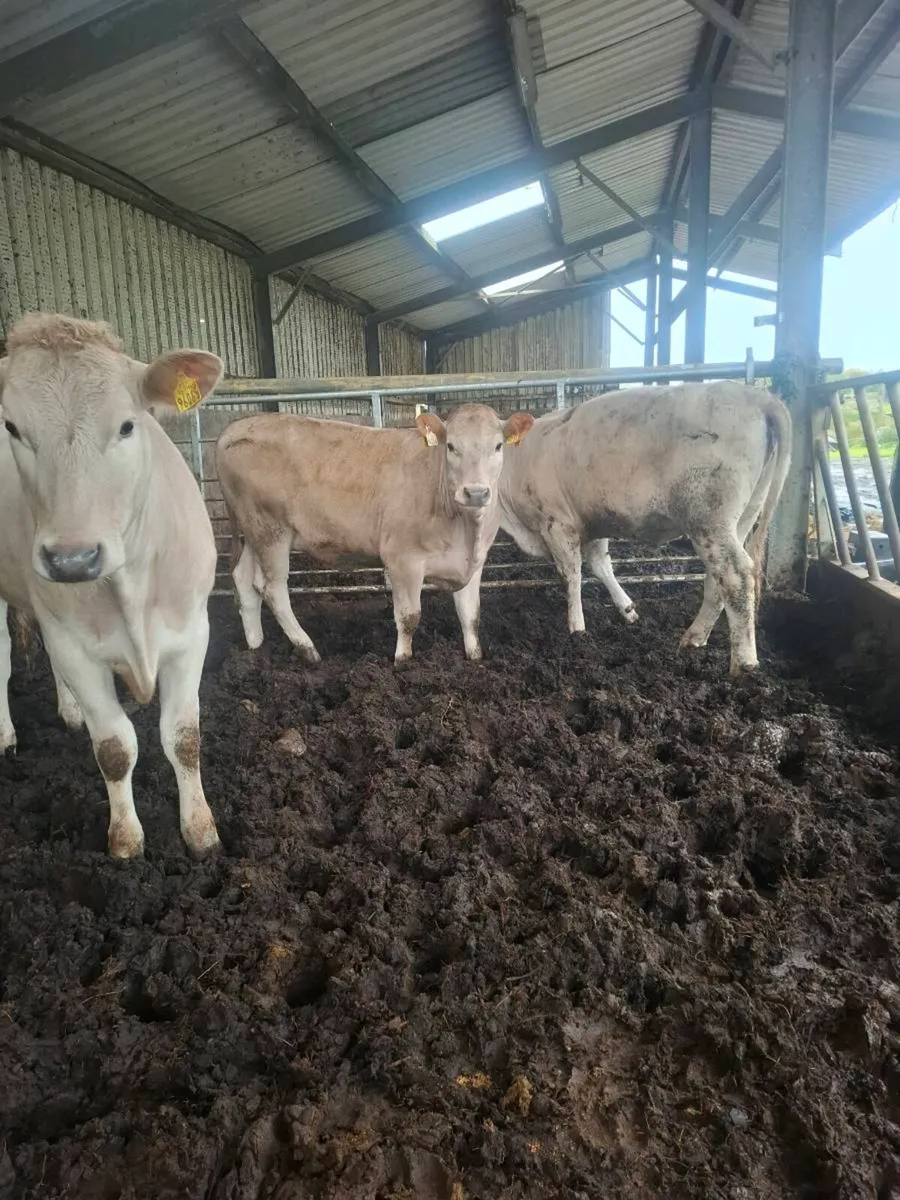 Charolais Heifers - Image 4