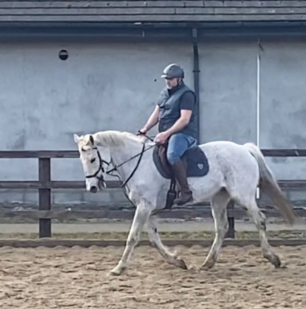 Experienced Mare - Image 2