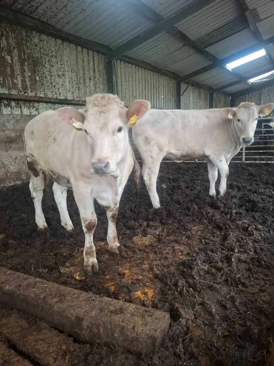 Charolais Heifers - Image 1