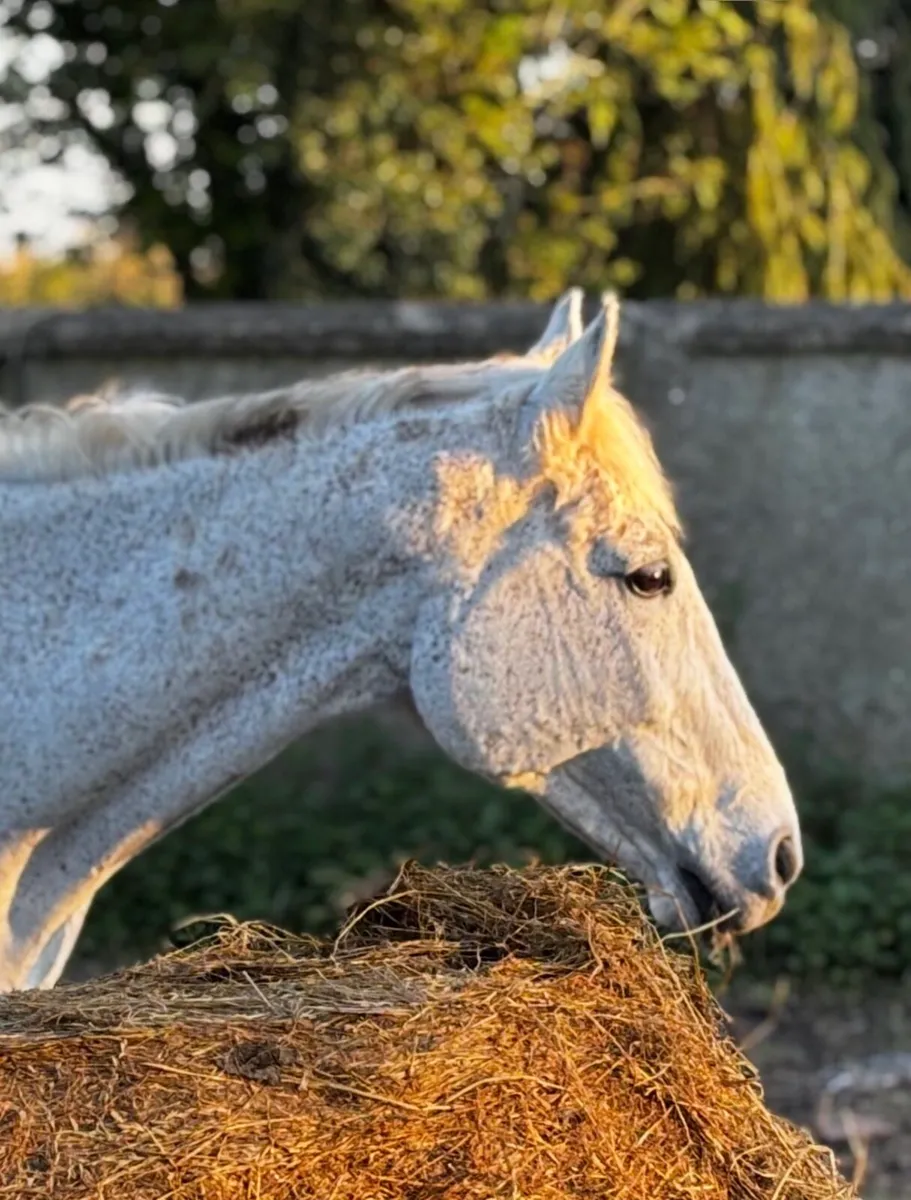 Experienced Mare - Image 3