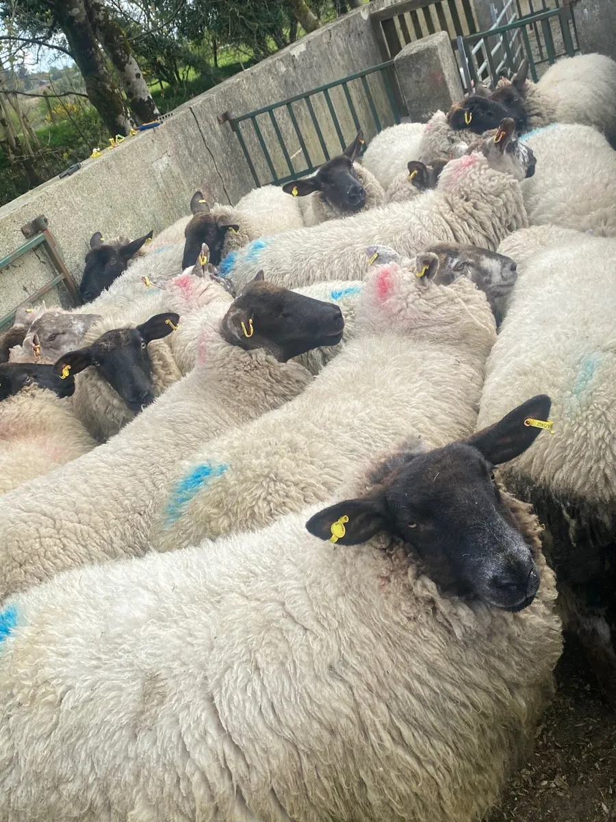 Super hogget ewes - Image 1