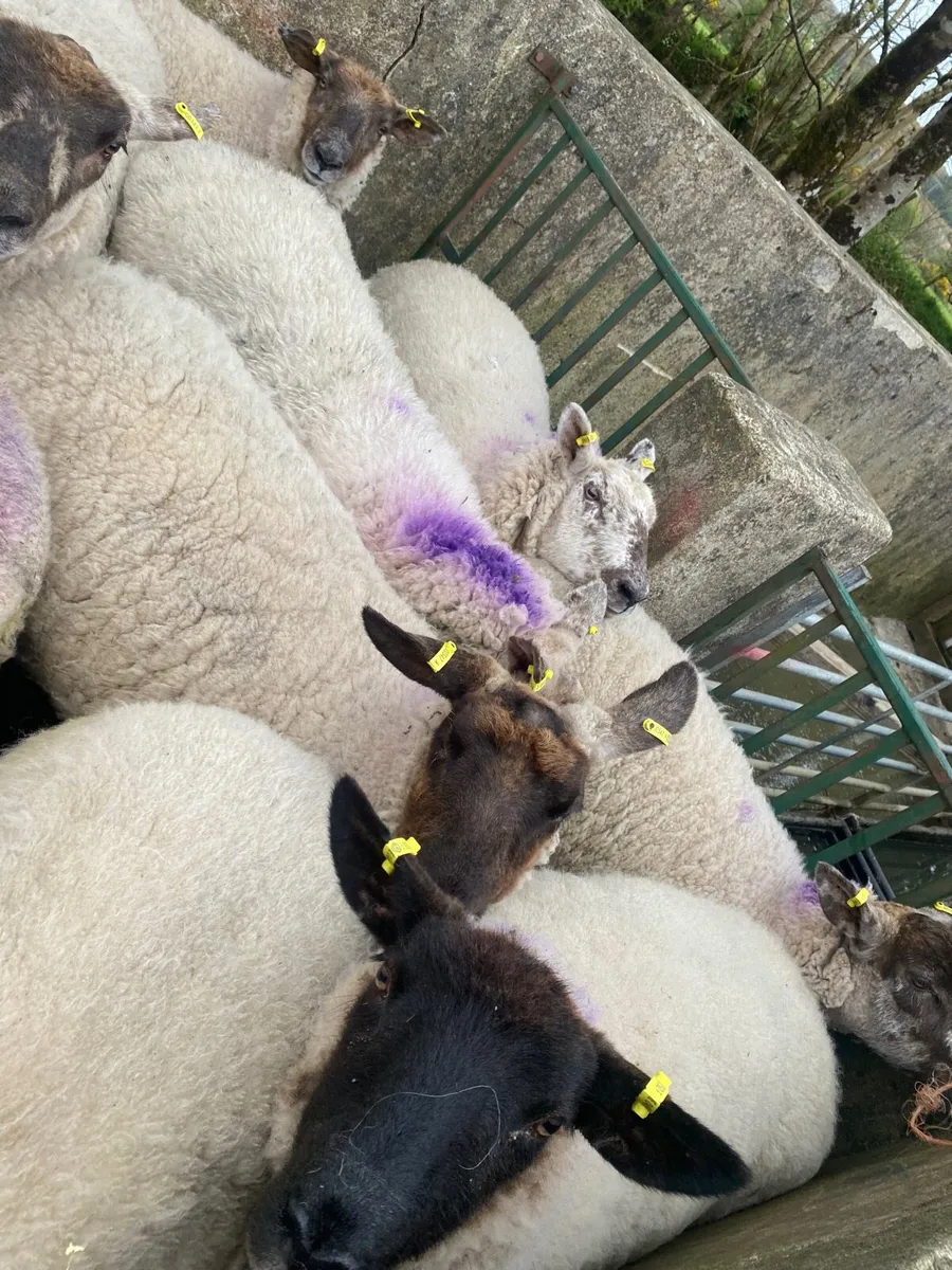 Super hogget ewes - Image 2