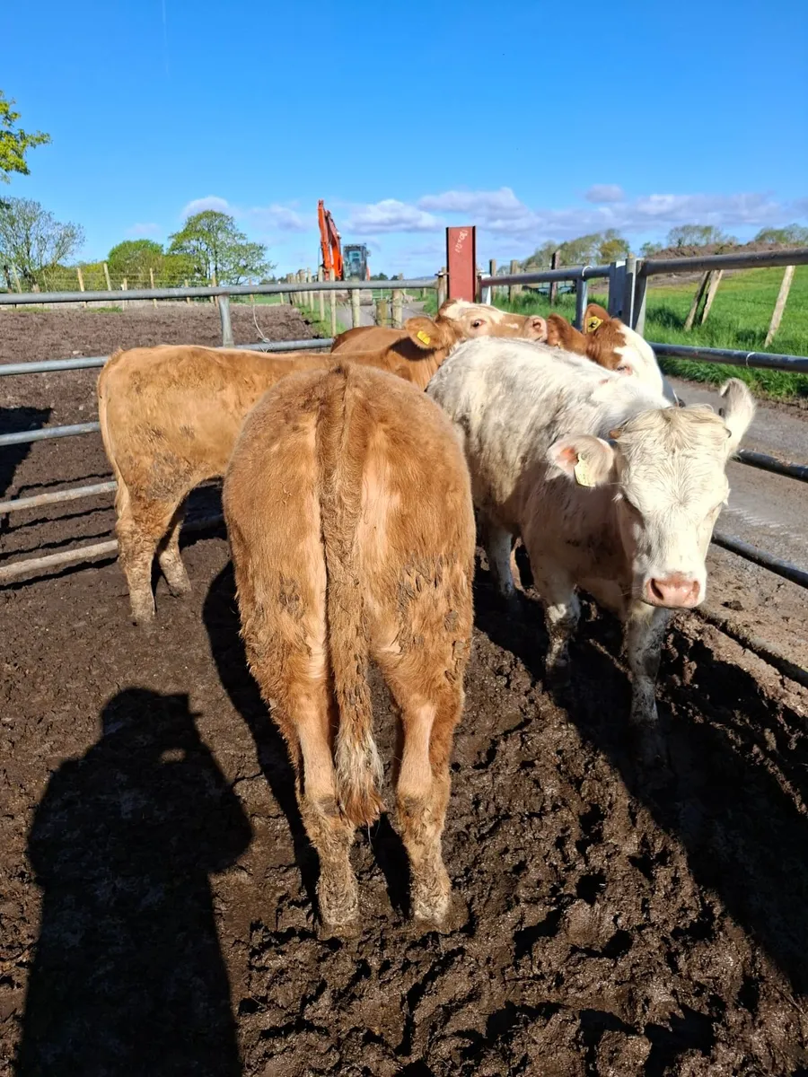 Charolaois Heifers - Image 1