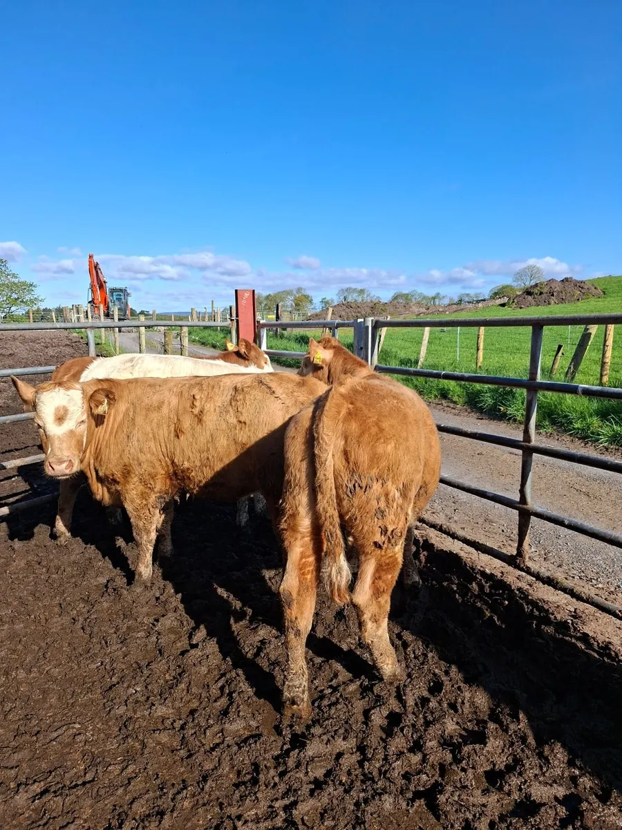 Charolaois Heifers - Image 2