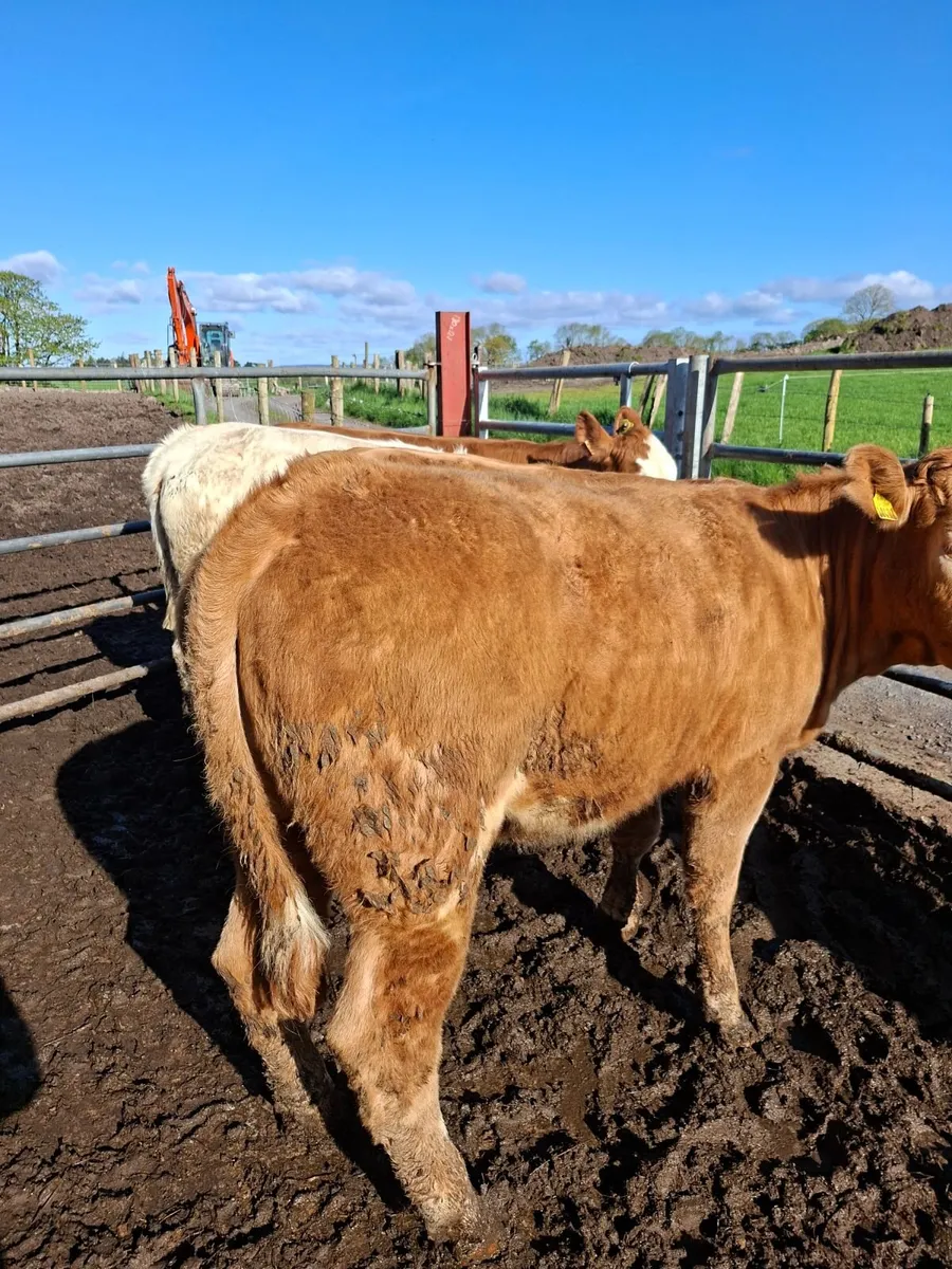 Charolaois Heifers - Image 3