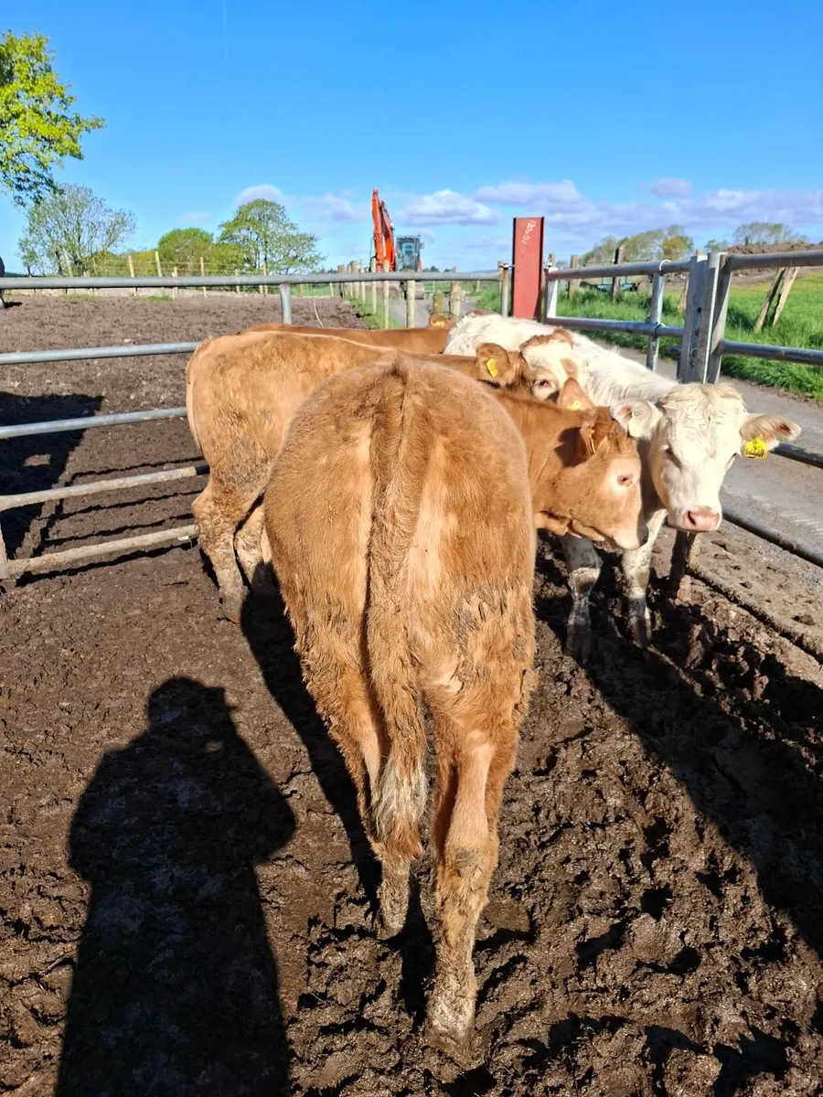 Charolaois Heifers - Image 4