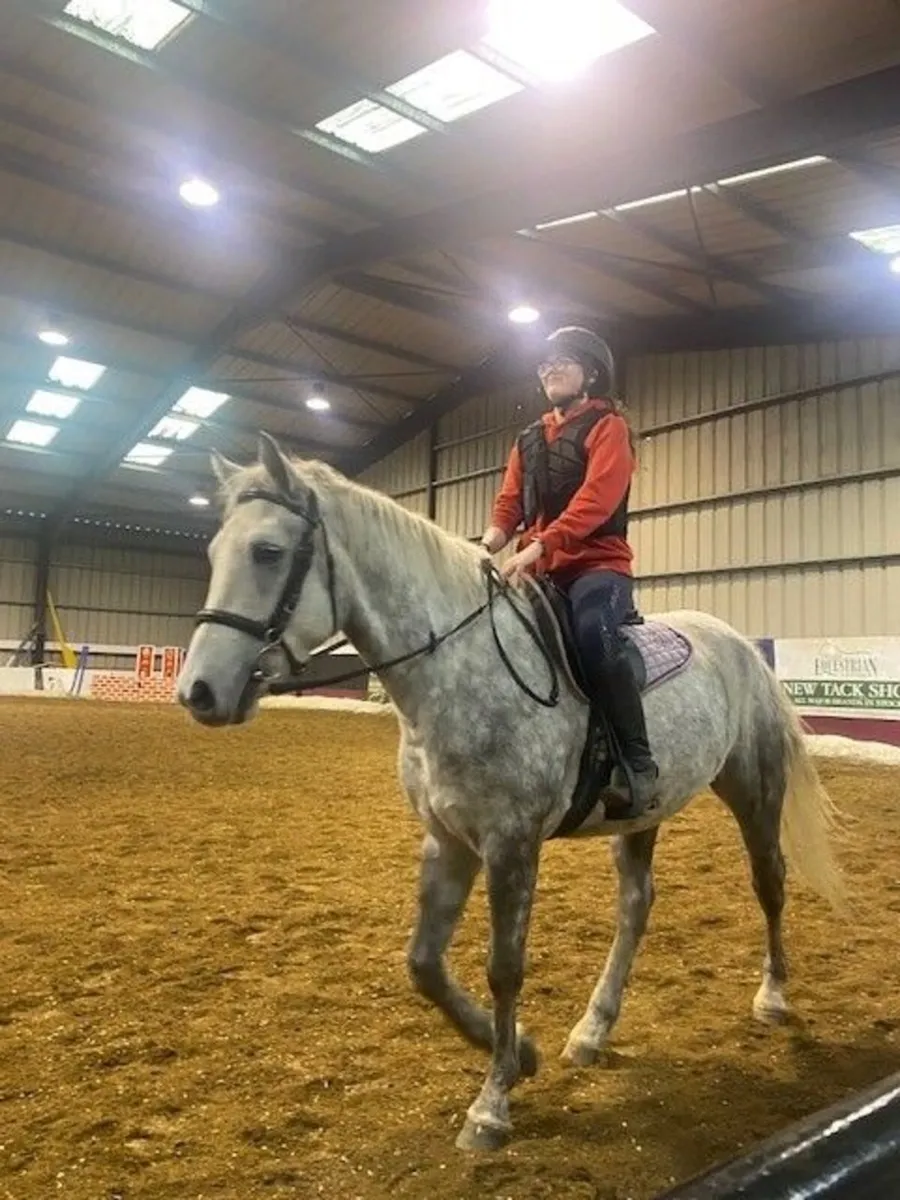 7-Year Old Purebreed Connemara Pony - Image 1