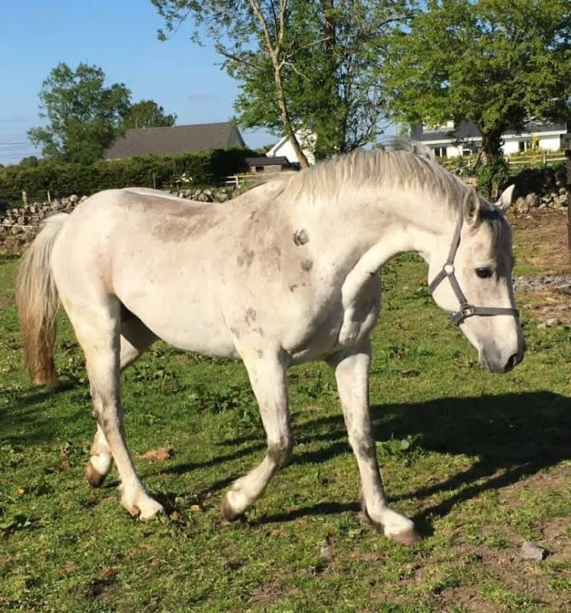 Cloonee Silver(Harlequin du CarelX Diamond Lad) - Image 1
