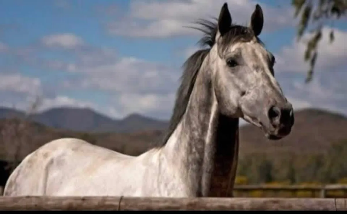 Cloonee Silver(Harlequin du CarelX Diamond Lad) - Image 2