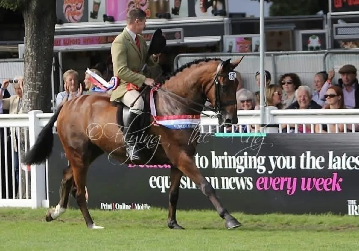 Cloonee Silver(Harlequin du CarelX Diamond Lad) - Image 4