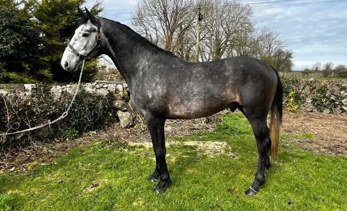 Lagans OBOS Ambassador at stud - Image 1