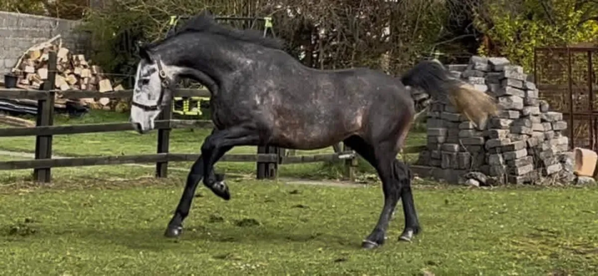 Lagans OBOS Ambassador at stud - Image 2
