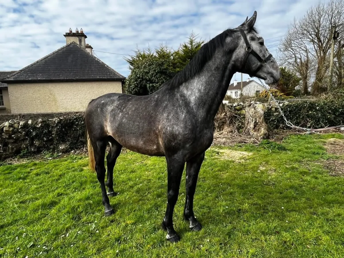 Lagans OBOS Ambassador at stud - Image 3