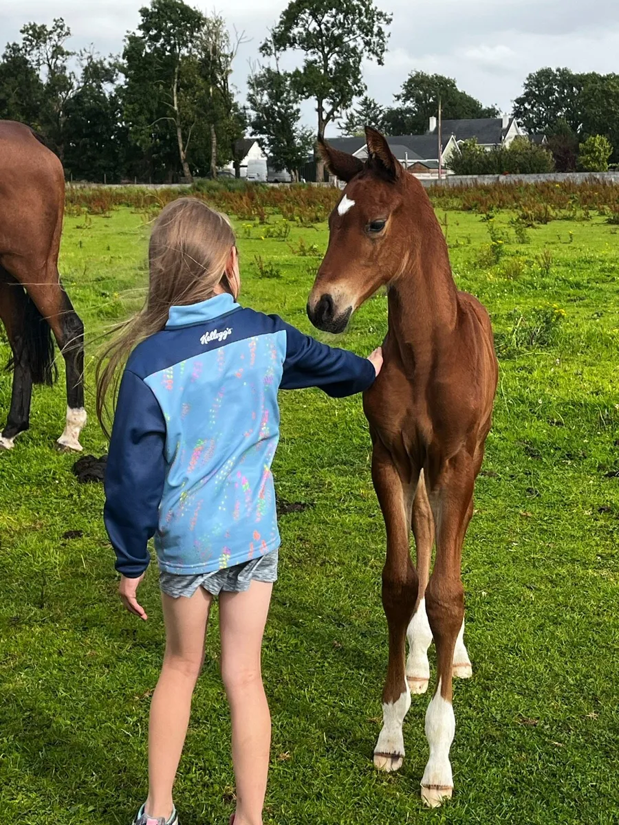 Lagans OBOS Ambassador at stud - Image 4