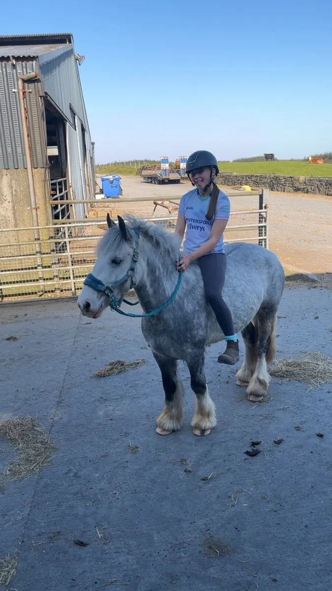 Dream Beginner Pony - Image 1