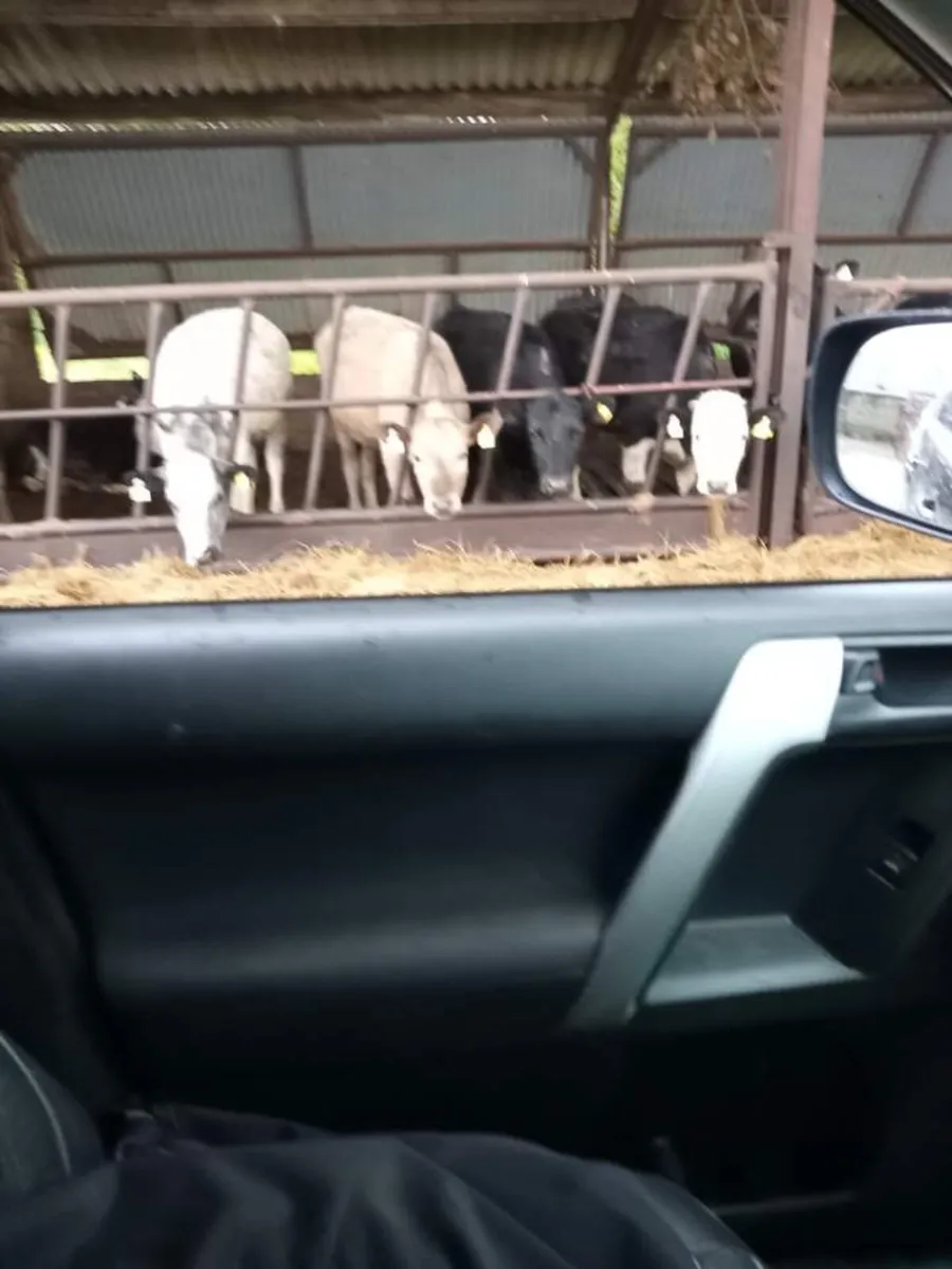 Heifers - Image 2