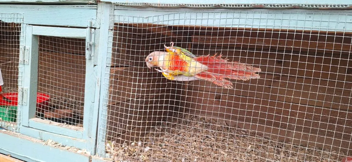 Conure, plum head - Image 1
