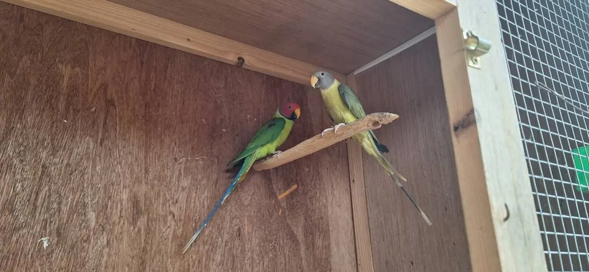 Conure, plum head - Image 2