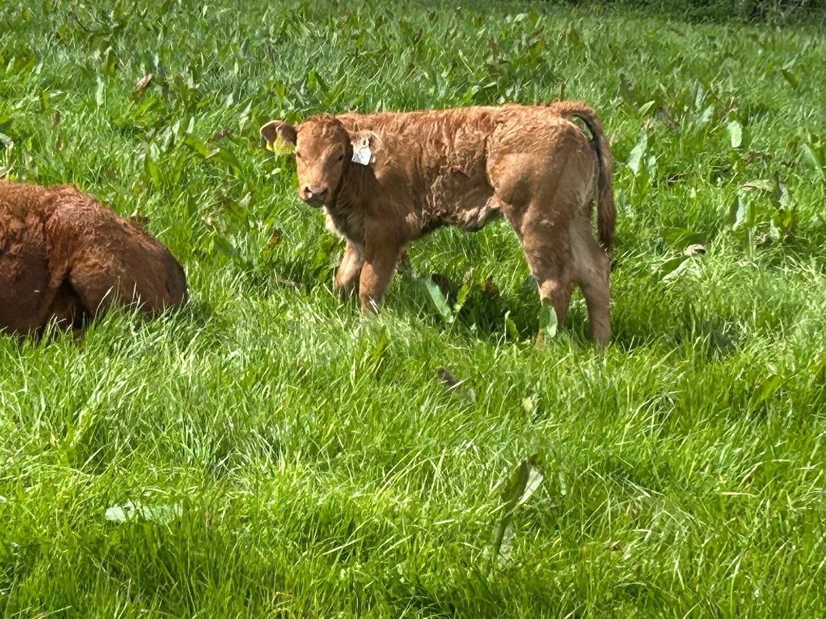 Smashing red limousine heifer and heifer calf - Image 2