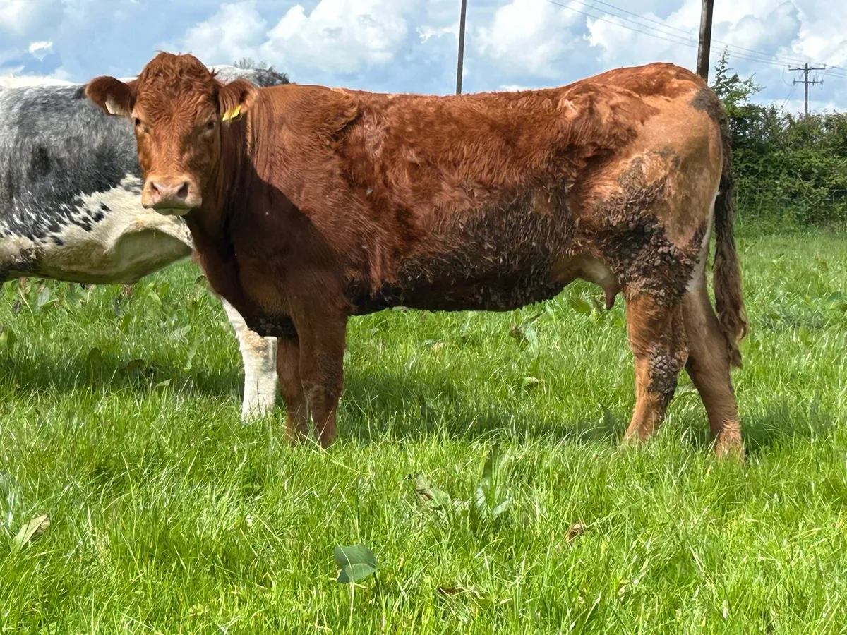 Smashing red limousine heifer and heifer calf - Image 3