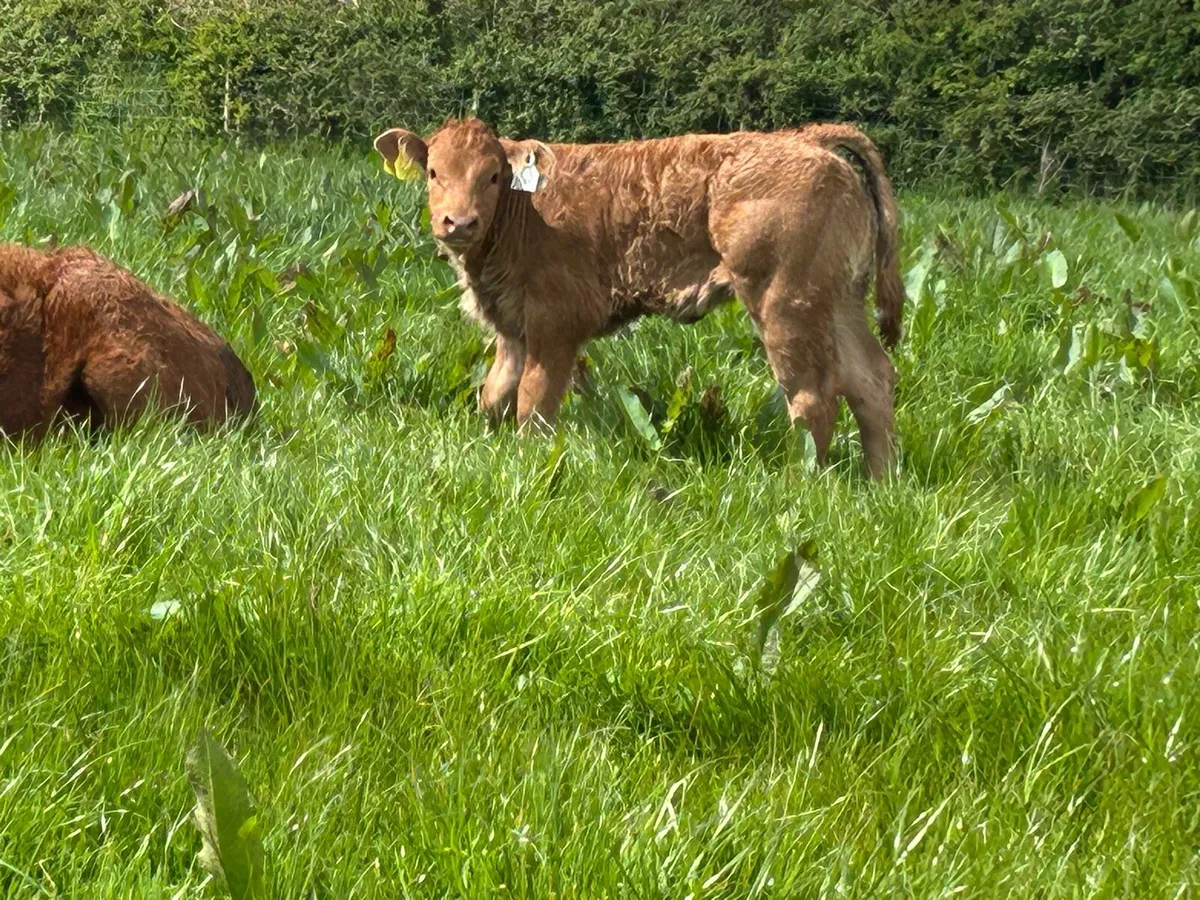 Smashing red limousine heifer and heifer calf - Image 4