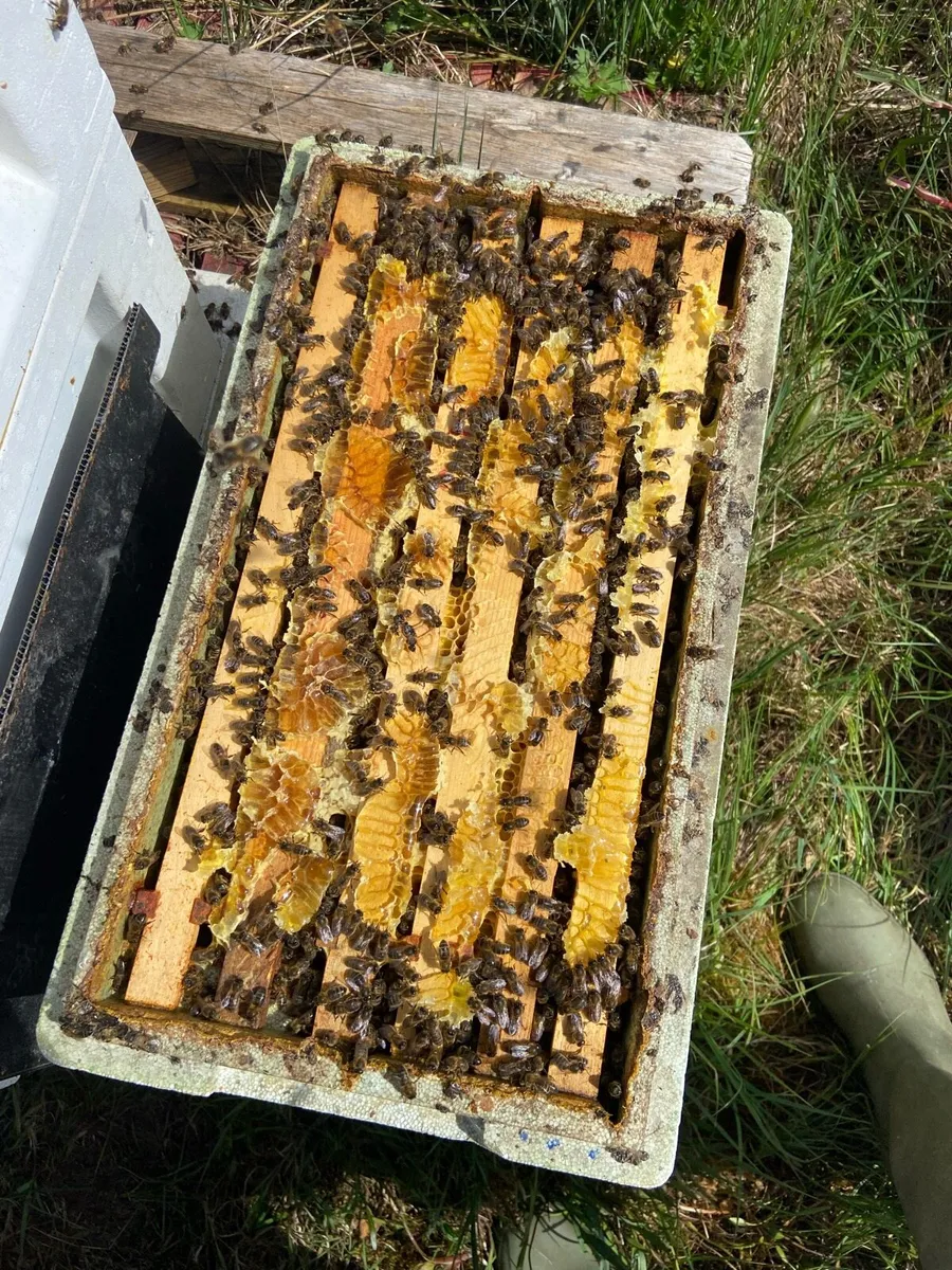 Nuc of AMM Honey Bees - Image 1