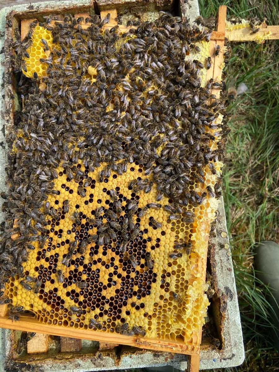 Nuc of AMM Honey Bees - Image 2