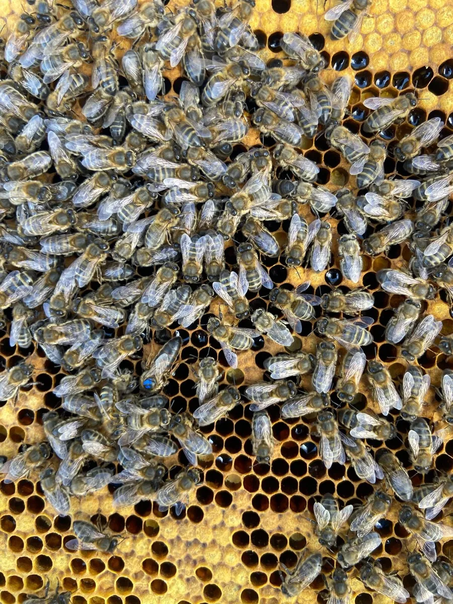 Nuc of AMM Honey Bees - Image 3