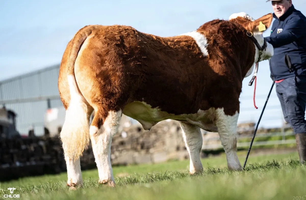 National champion Bull - Image 2