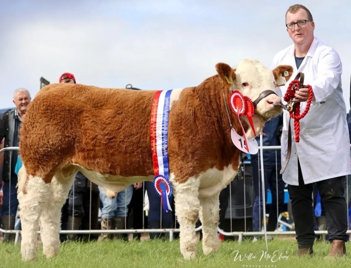 National champion Bull - Image 3