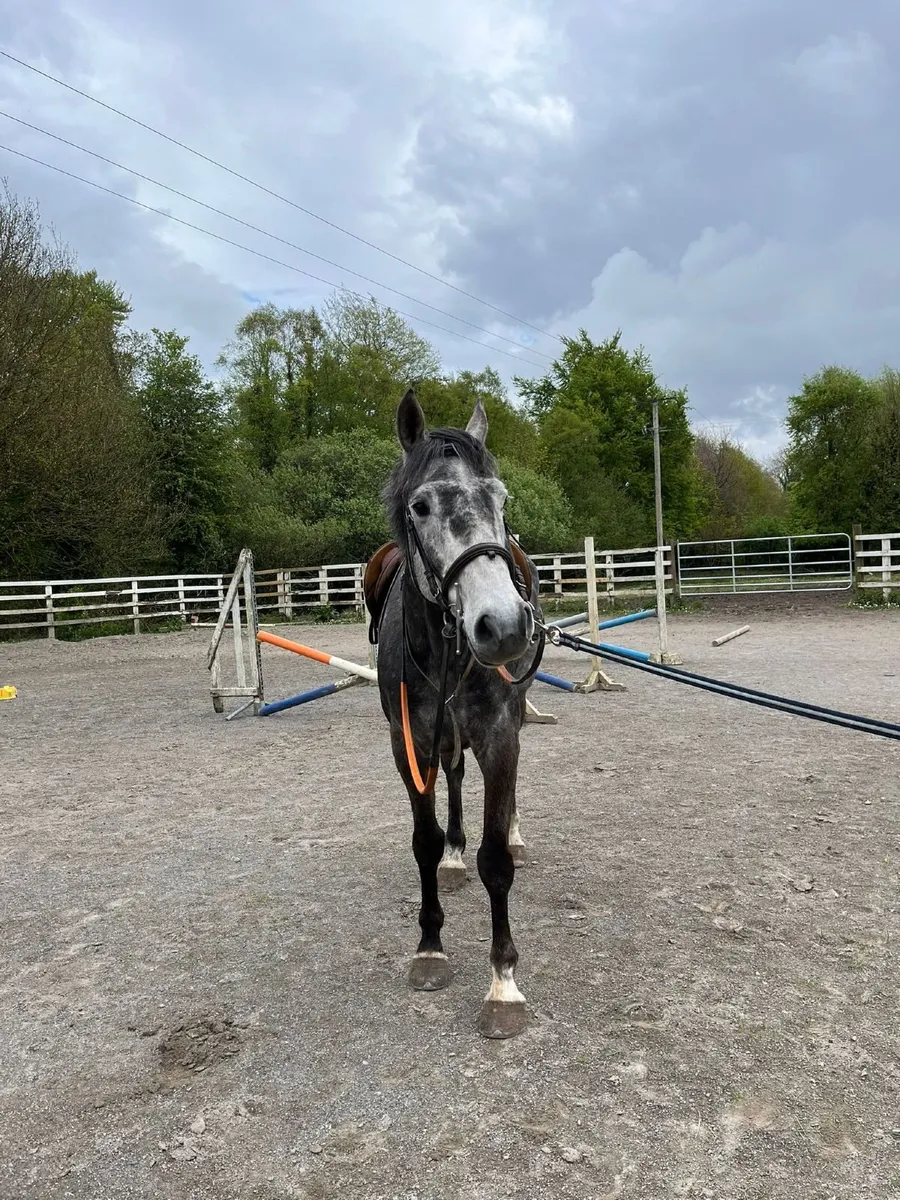 Horse - Image 1
