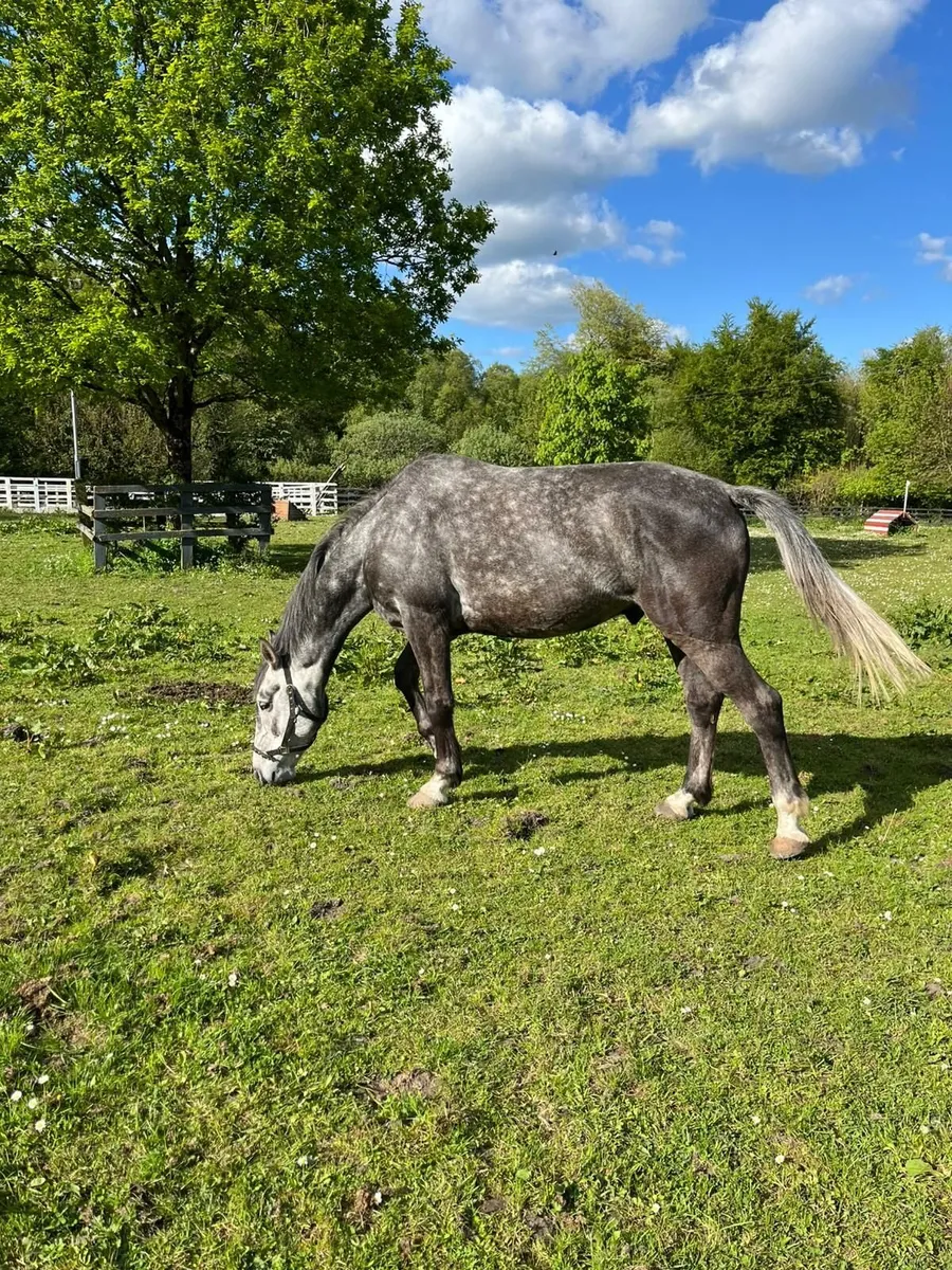 Horse - Image 2
