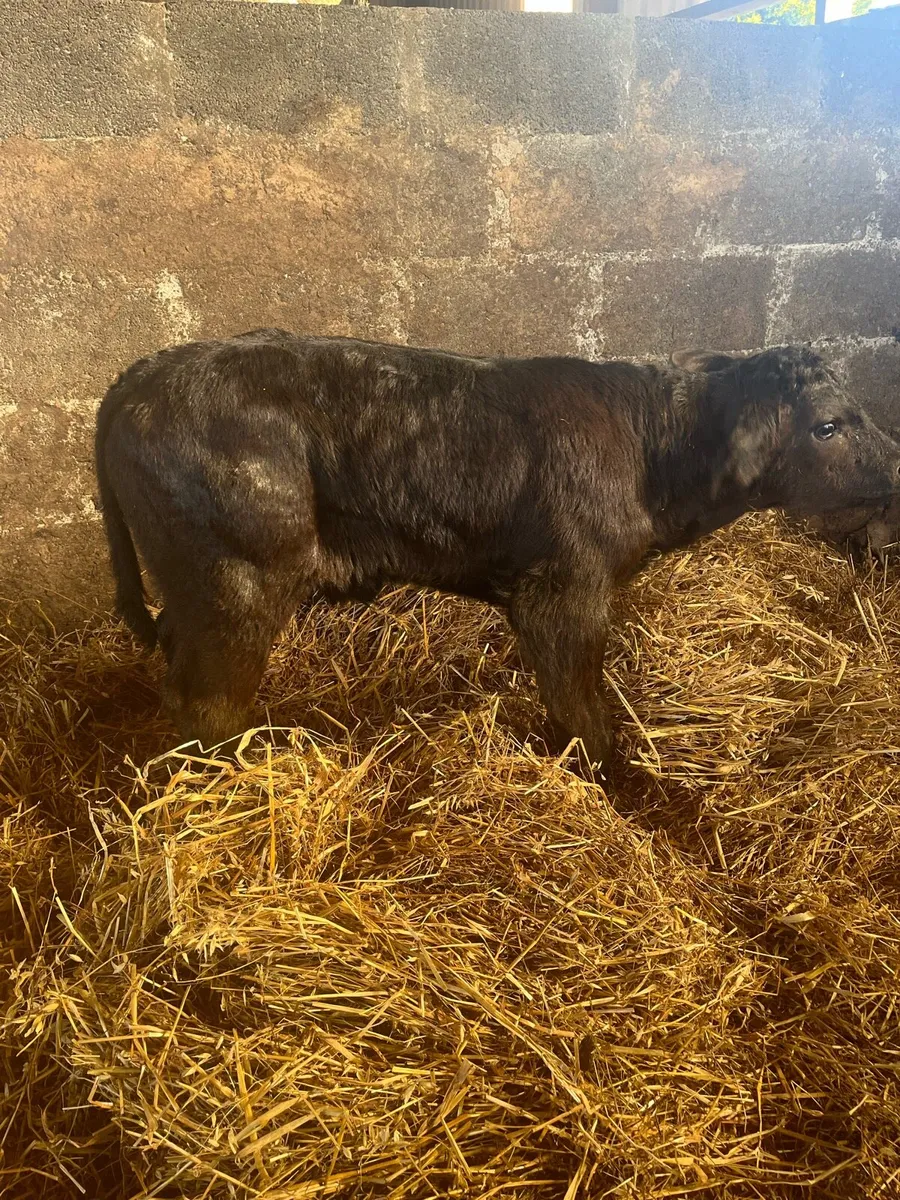 Top Quality Calf - Image 1