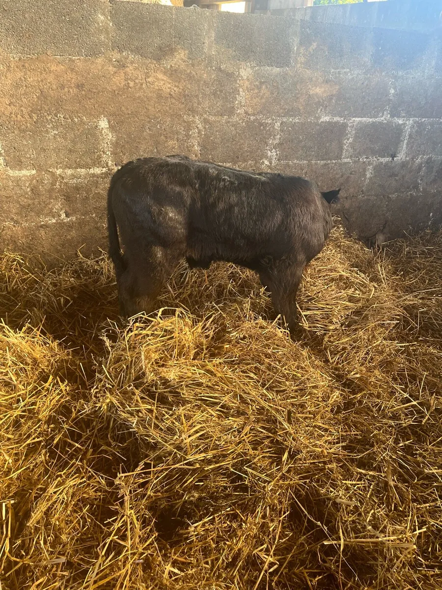 Top Quality Calf - Image 2