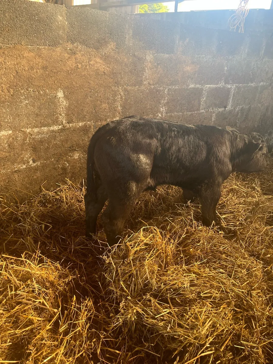 Top Quality Calf - Image 3