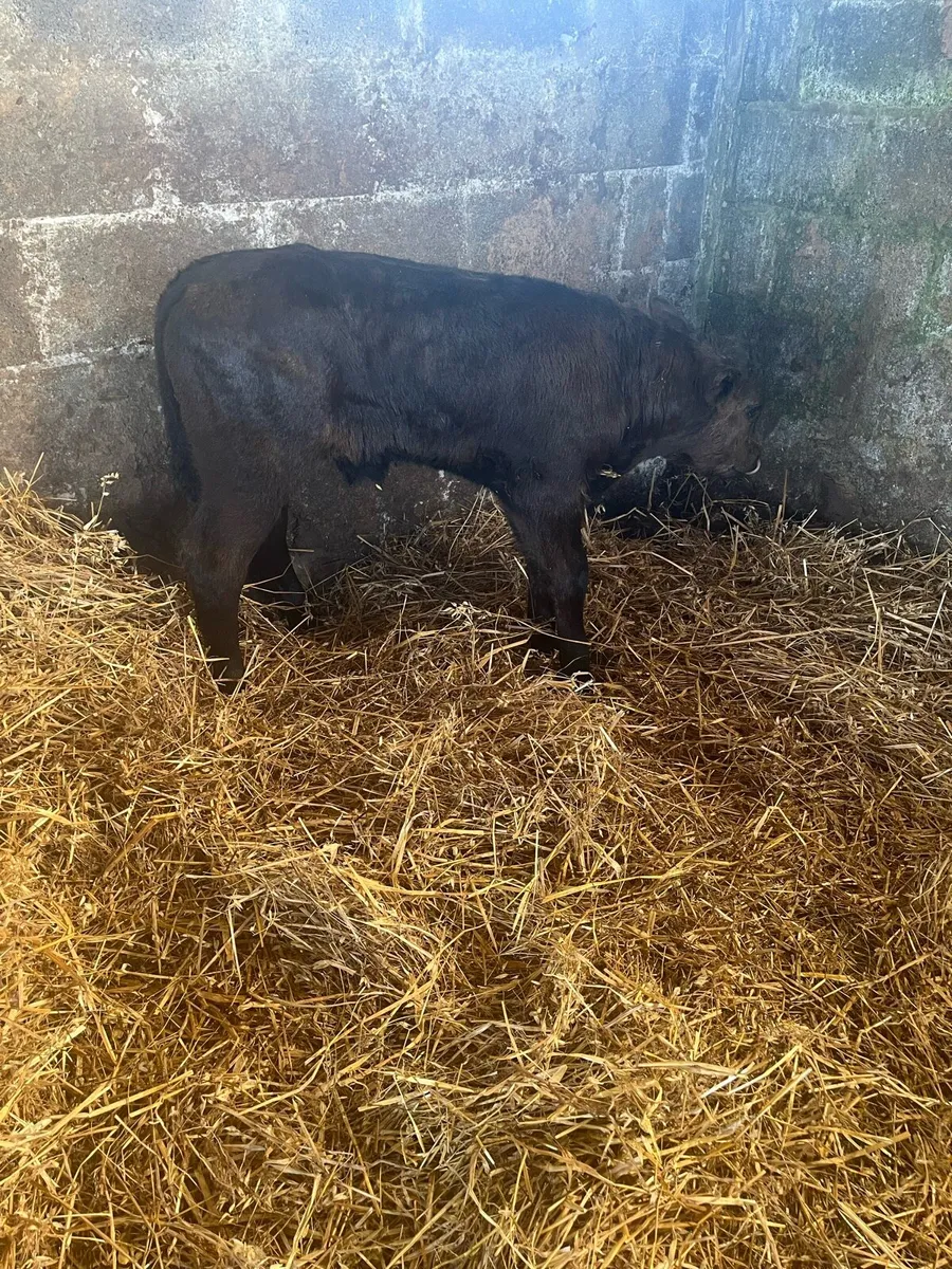 Top Quality Calf - Image 4
