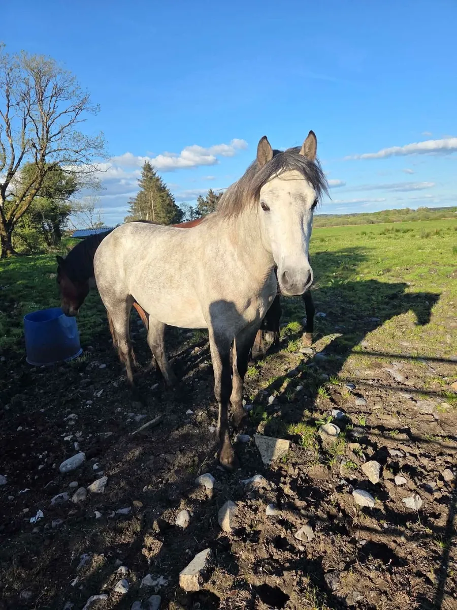 Non reg Connemara cross colts - Image 2