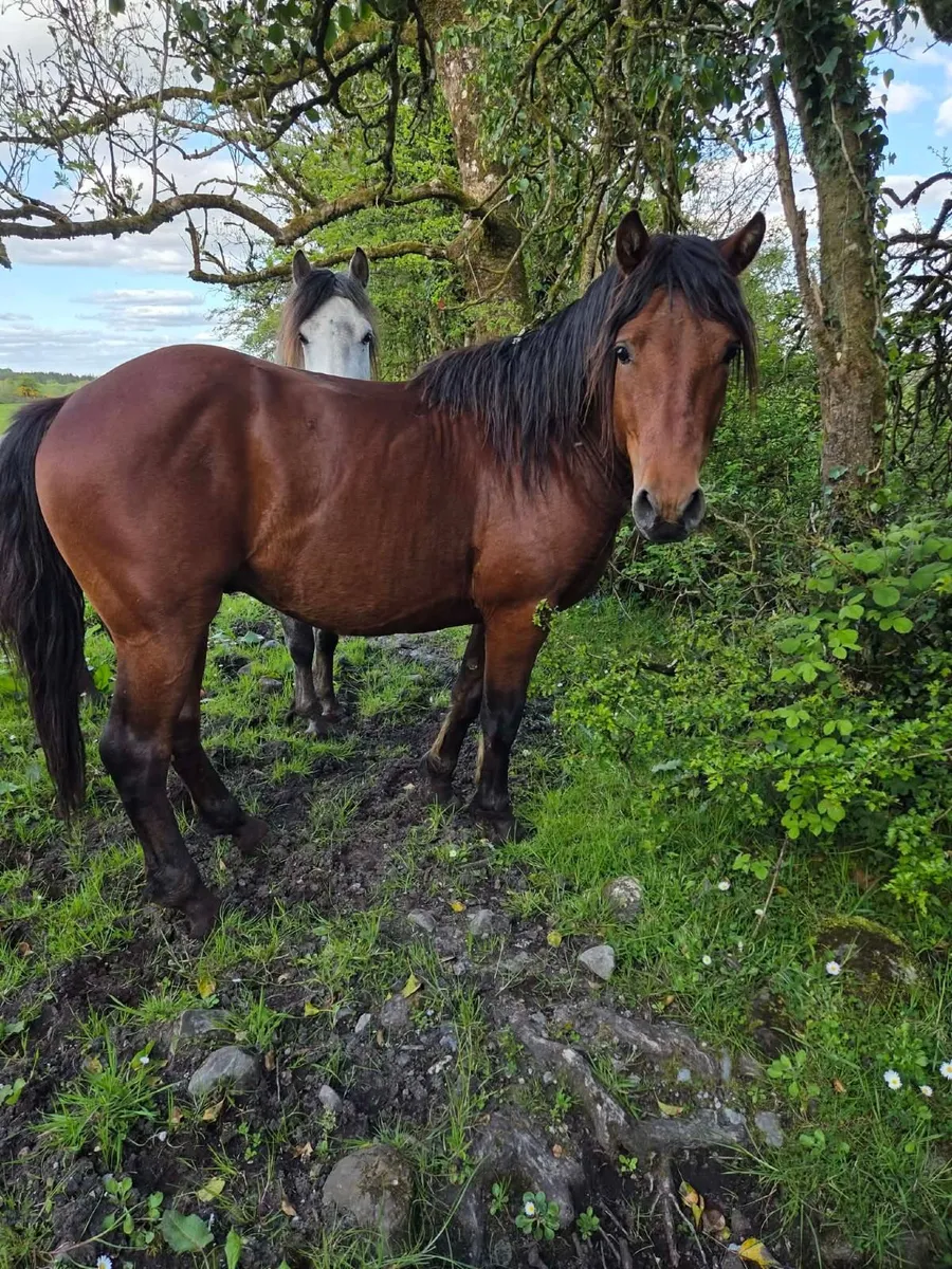 Non reg Connemara cross colts - Image 3