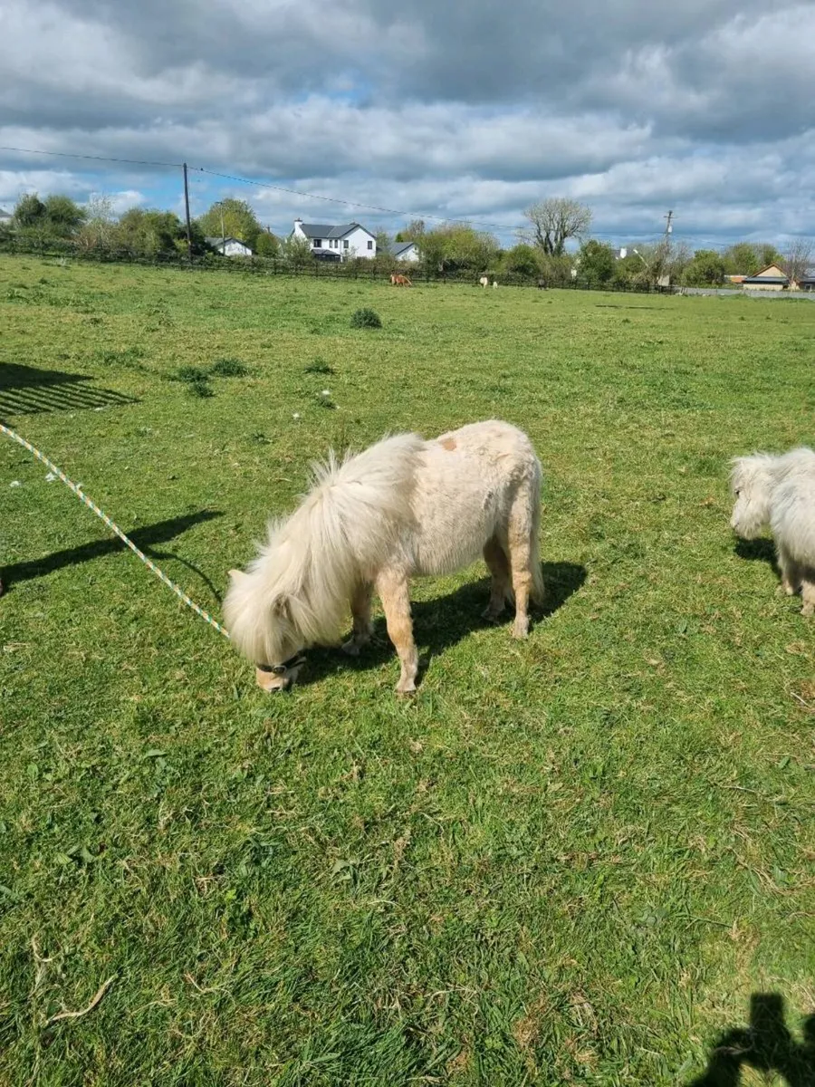 Pony - Image 2