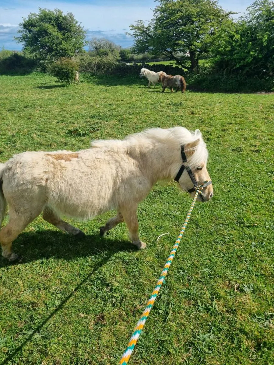 Pony - Image 3
