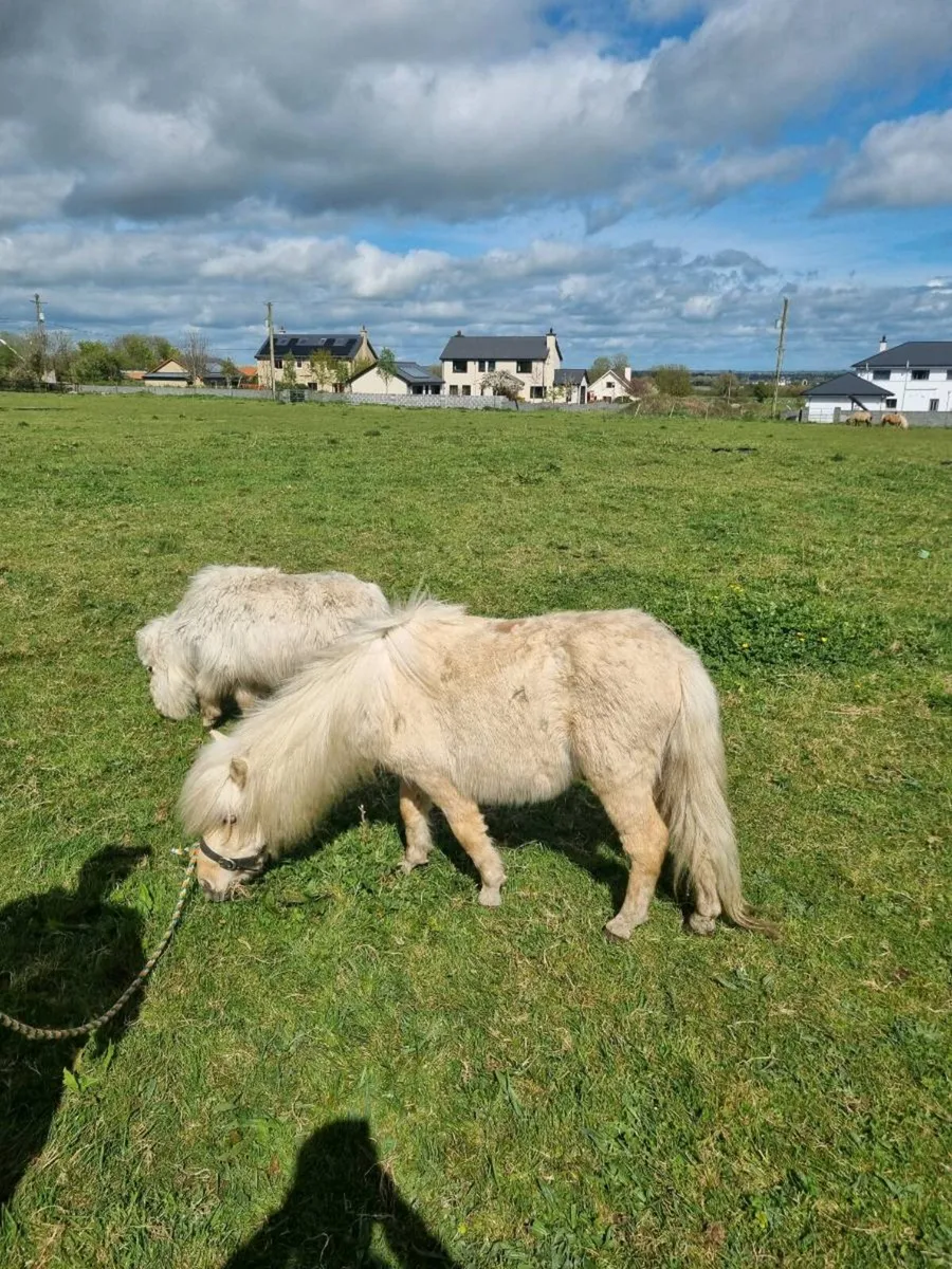 Pony - Image 4