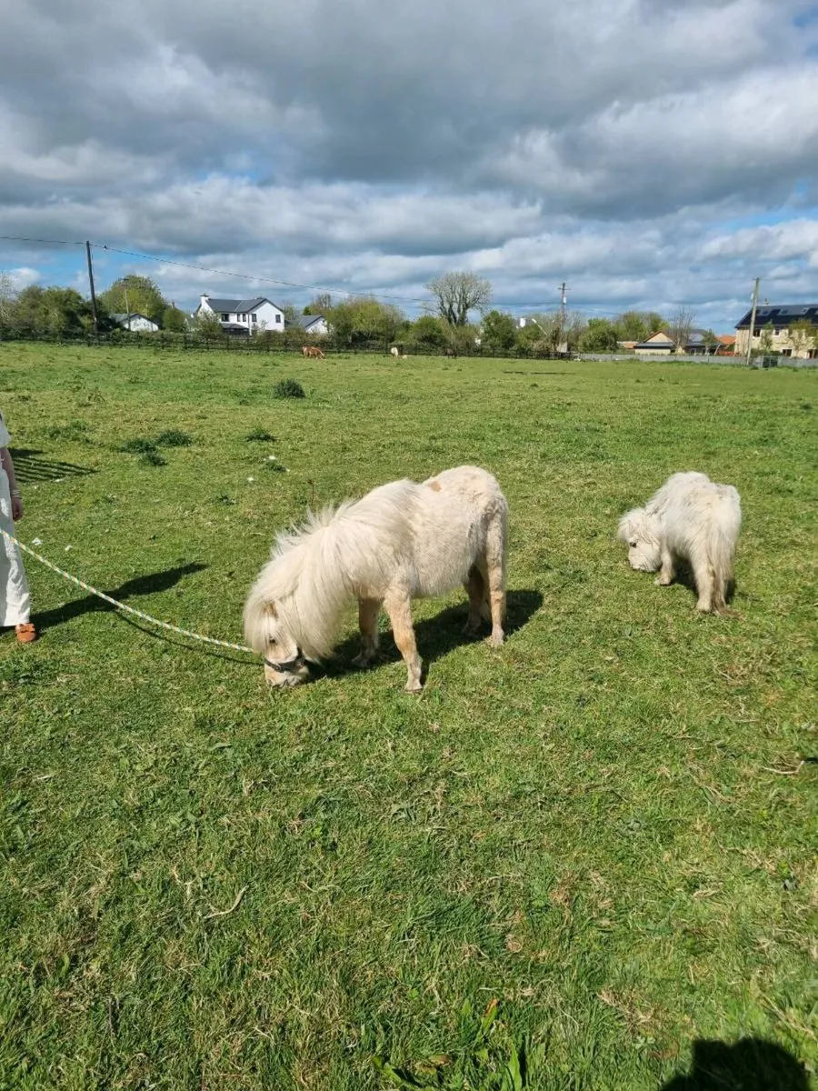 Pony - Image 1