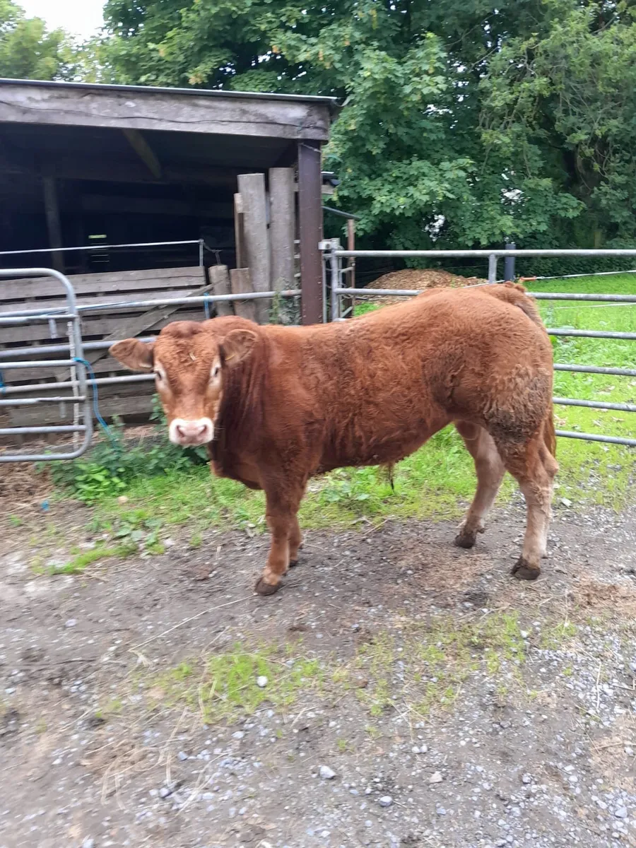 4 Limousin bulls 2 Limousin heifers - Image 1