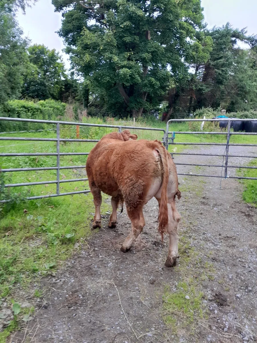 4 Limousin bulls 2 Limousin heifers - Image 2