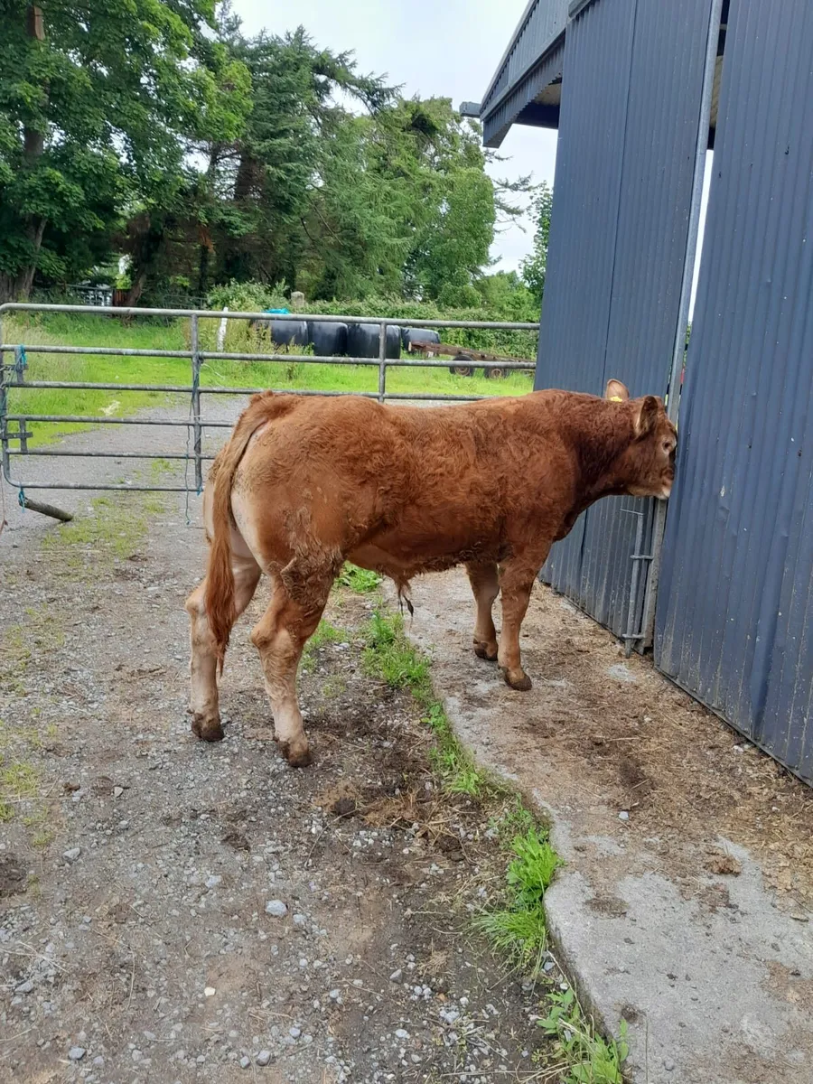 4 Limousin bulls 2 Limousin heifers - Image 3