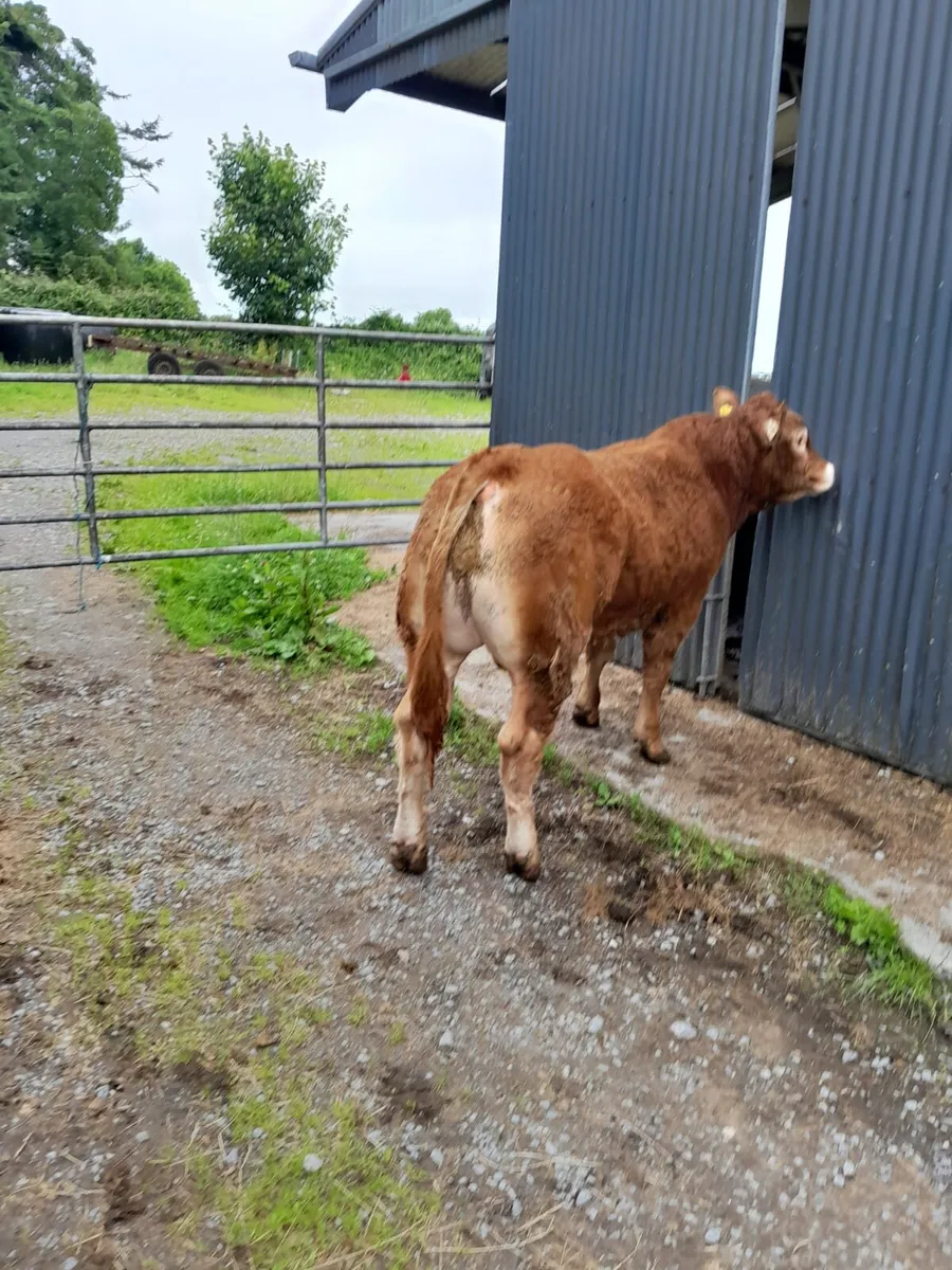 4 Limousin bulls 2 Limousin heifers - Image 4