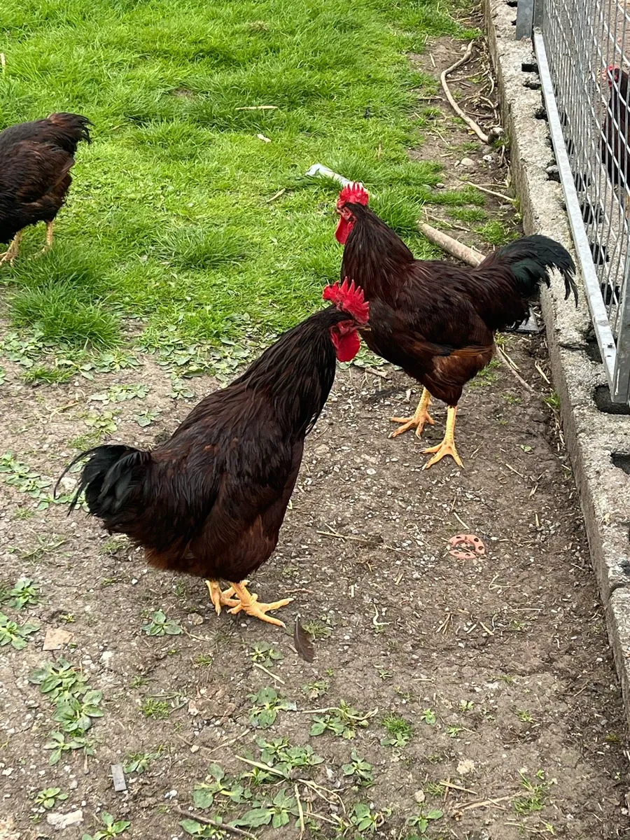 Eggs and poultry - Image 3